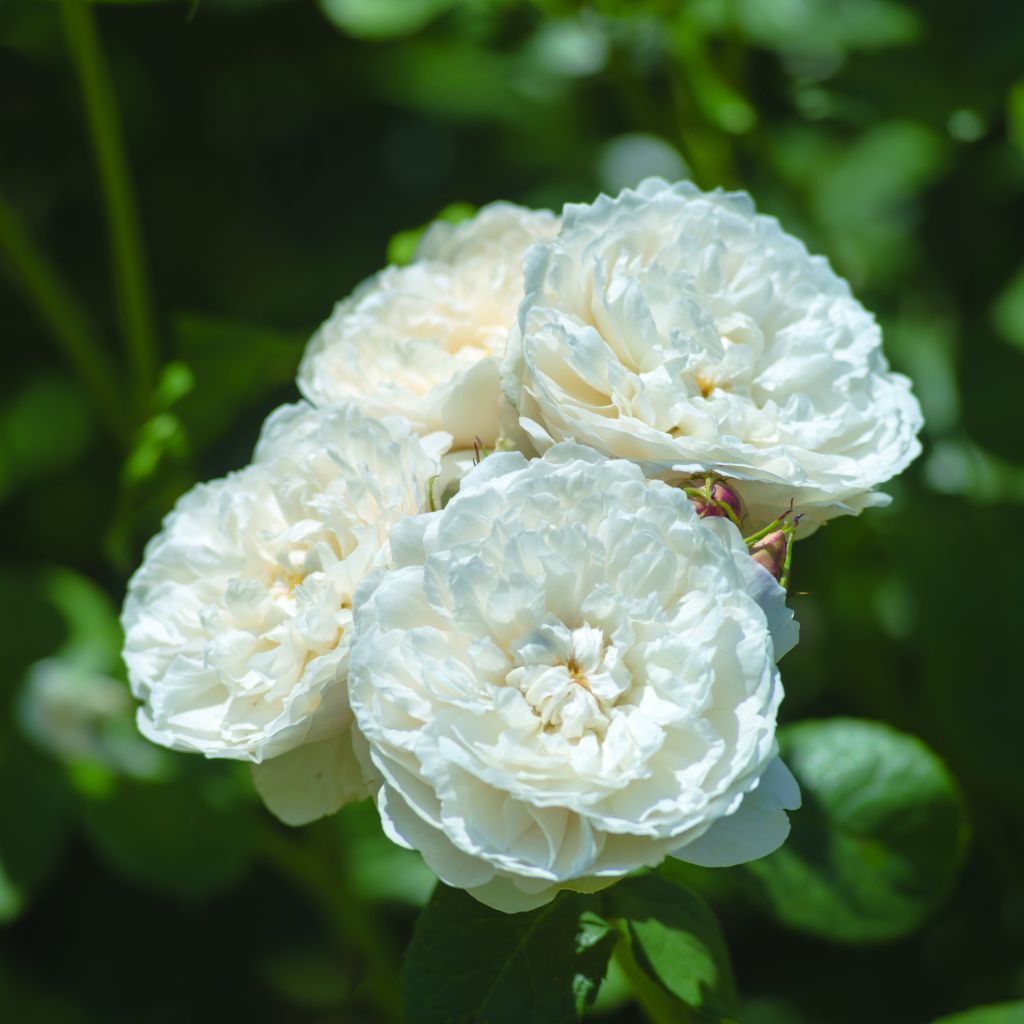 Rosier anglais William and Catherine® Ausrapper