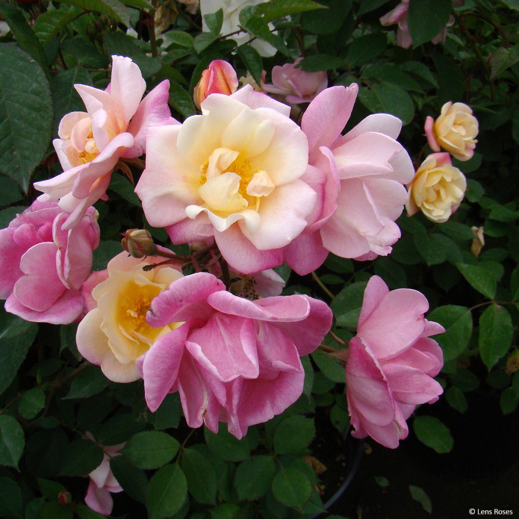 Pensasruusu Apricot Bells