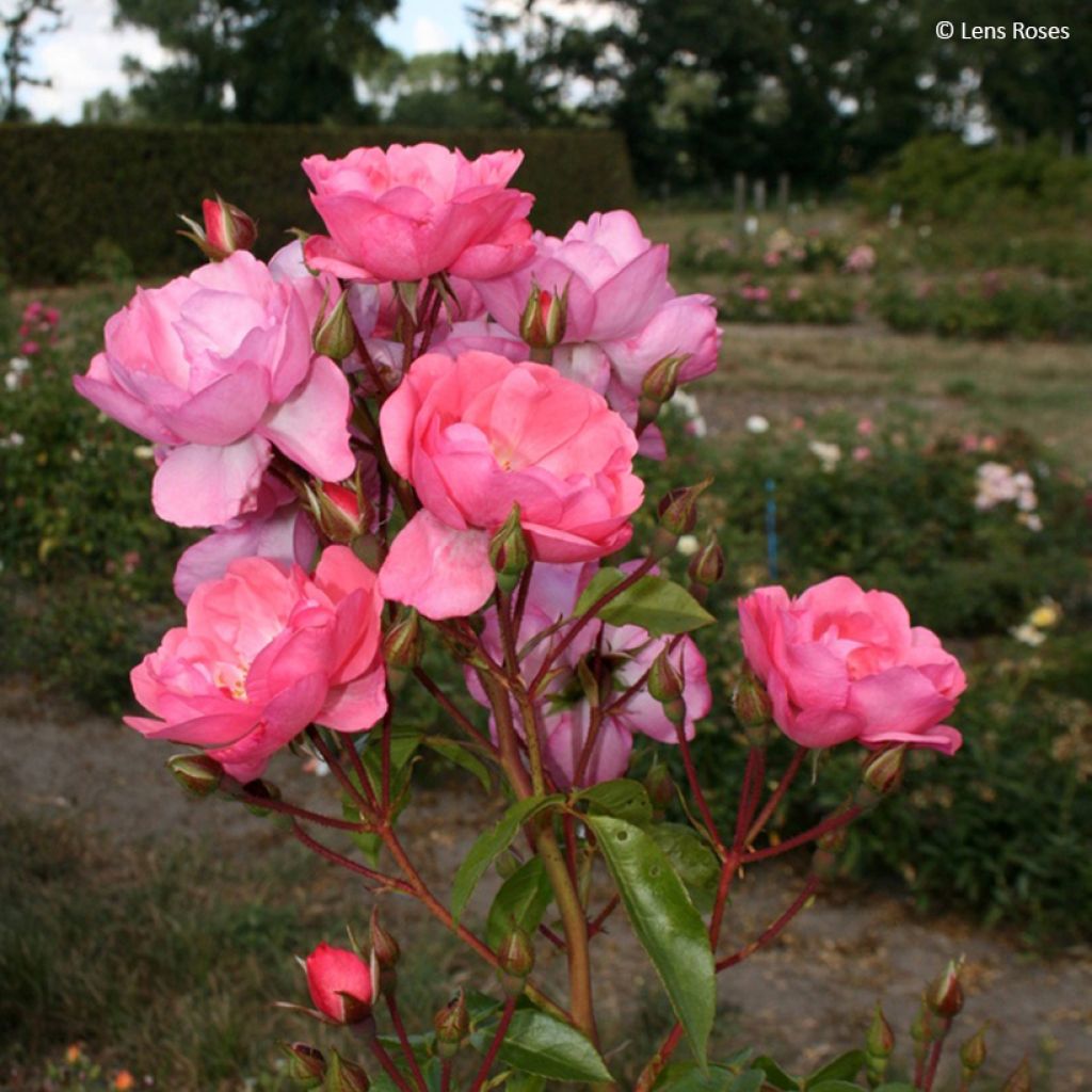 Pensasruusu Finn's Rose
