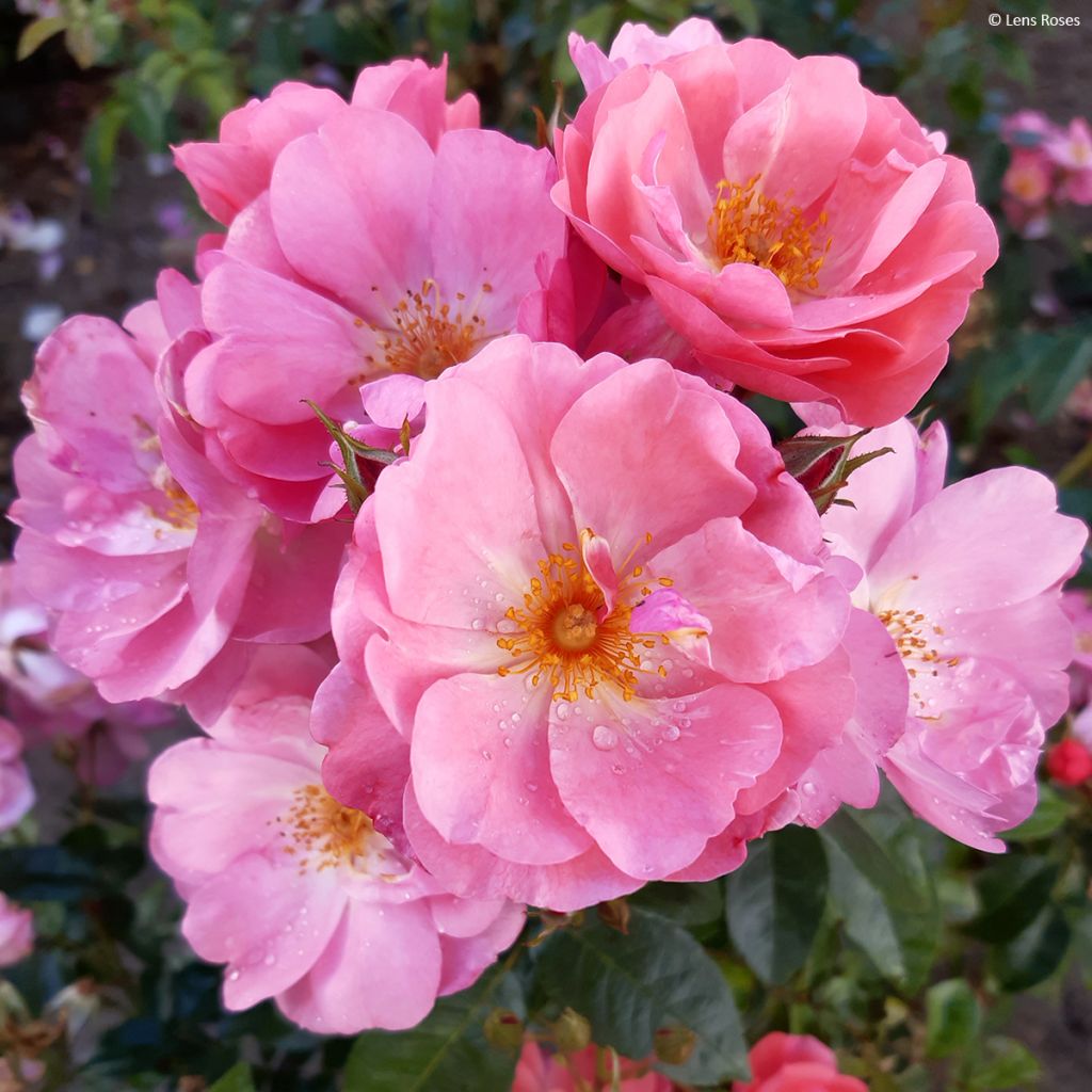 Pensasruusu Finn's Rose