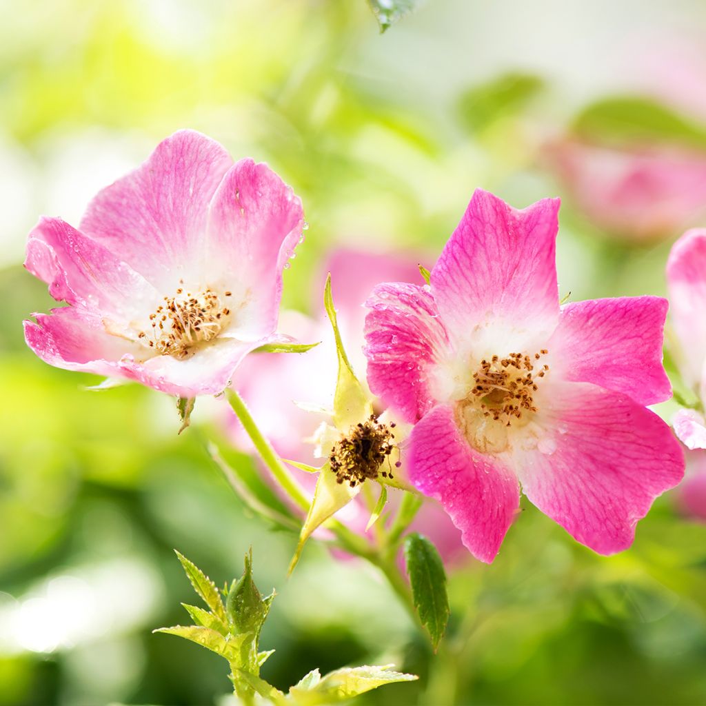 Pensasruusu Friendly Pink