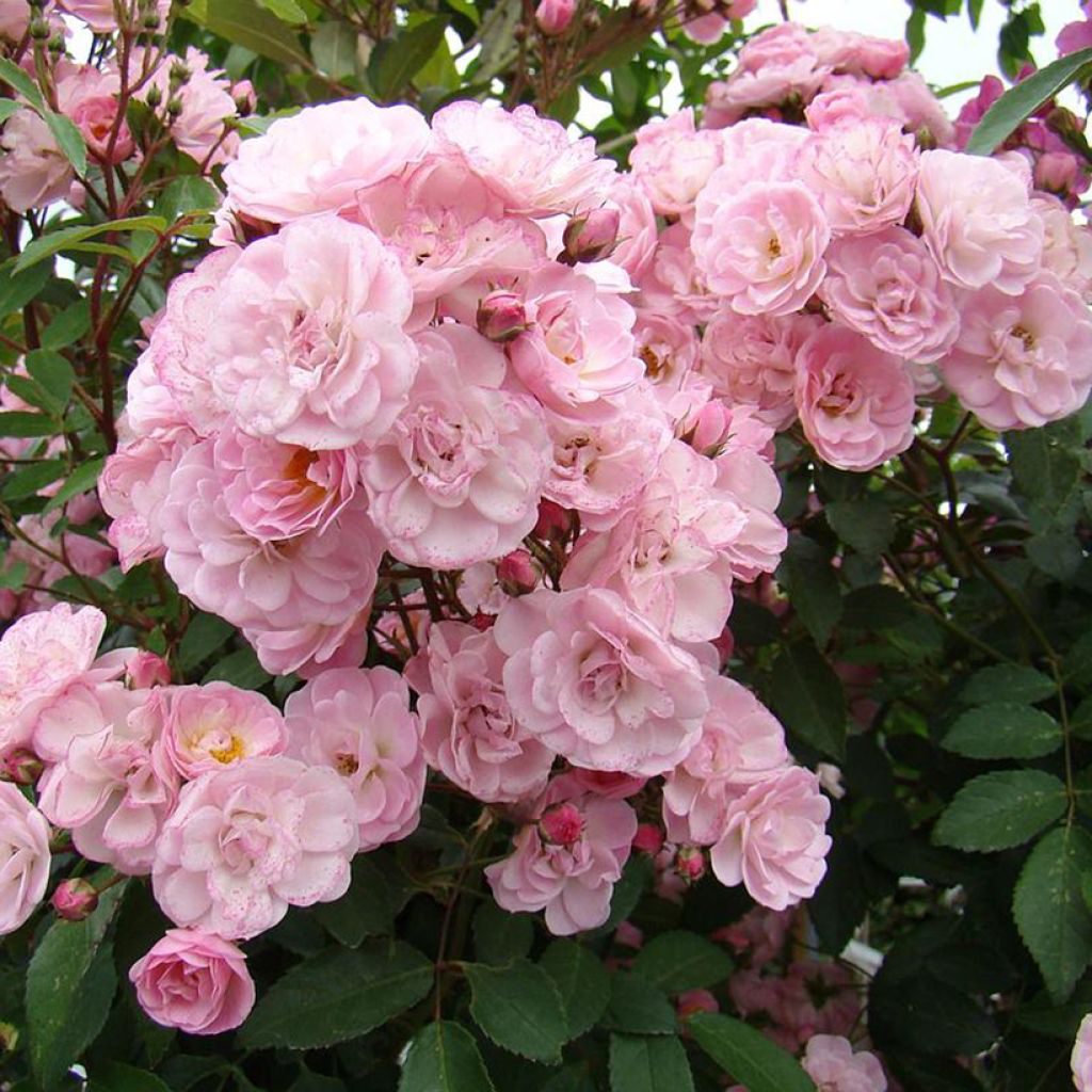 Pensasruusu Heavenly Pink LENnedi
