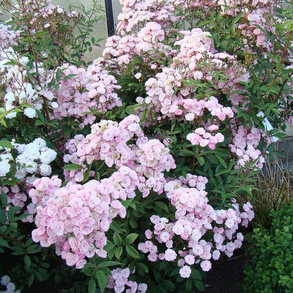 Pensasruusu Heavenly Pink LENnedi