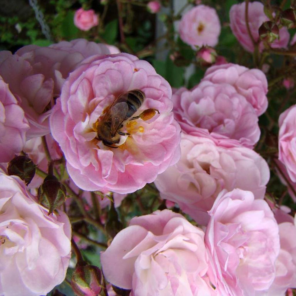 Pensasruusu Heavenly Pink LENnedi