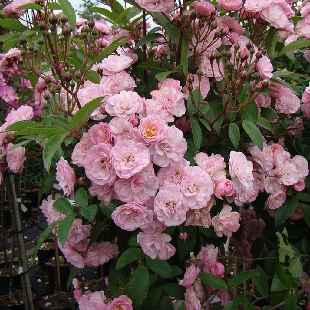 Pensasruusu Heavenly Pink LENnedi