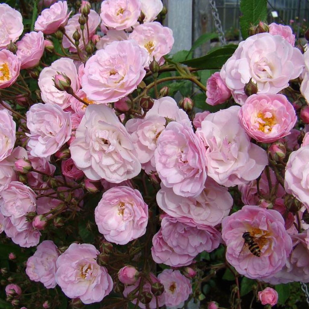 Pensasruusu Heavenly Pink LENnedi