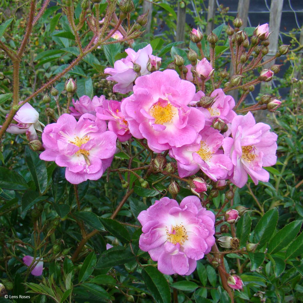 Pensasruusu Millie Fleur