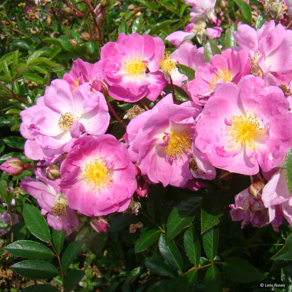 Pensasruusu Millie Fleur