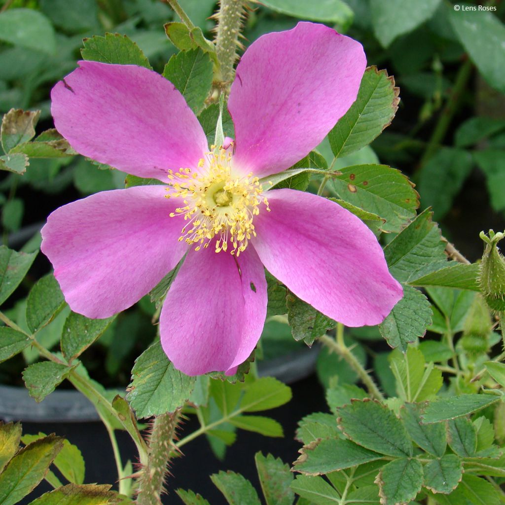Pensasruusu Pink Mystery
