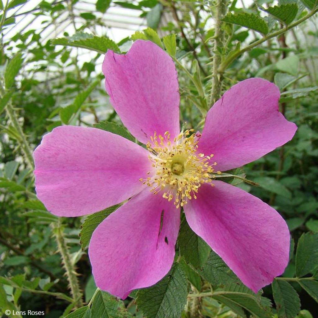 Pensasruusu Pink Mystery