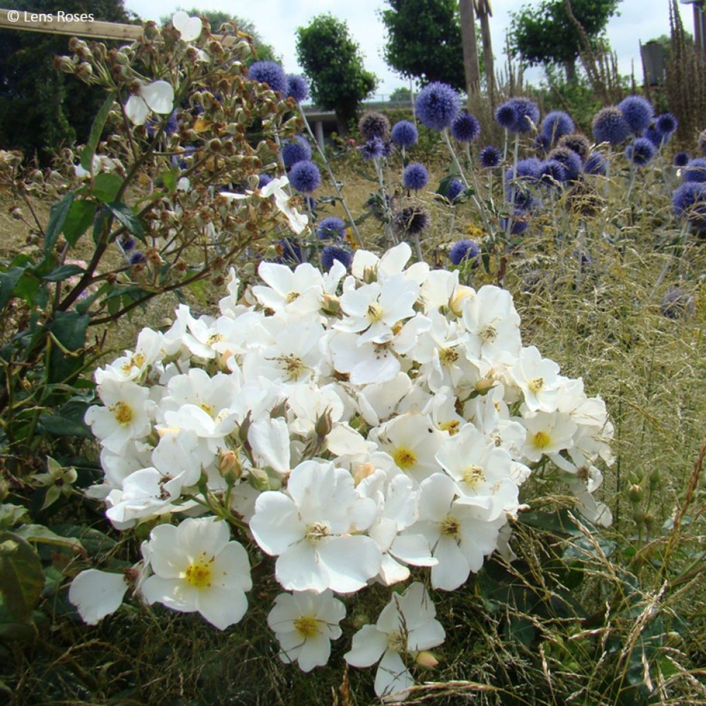 Pensasruusu Rosalita