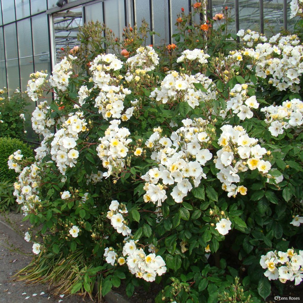 Pensasruusu Rosalita