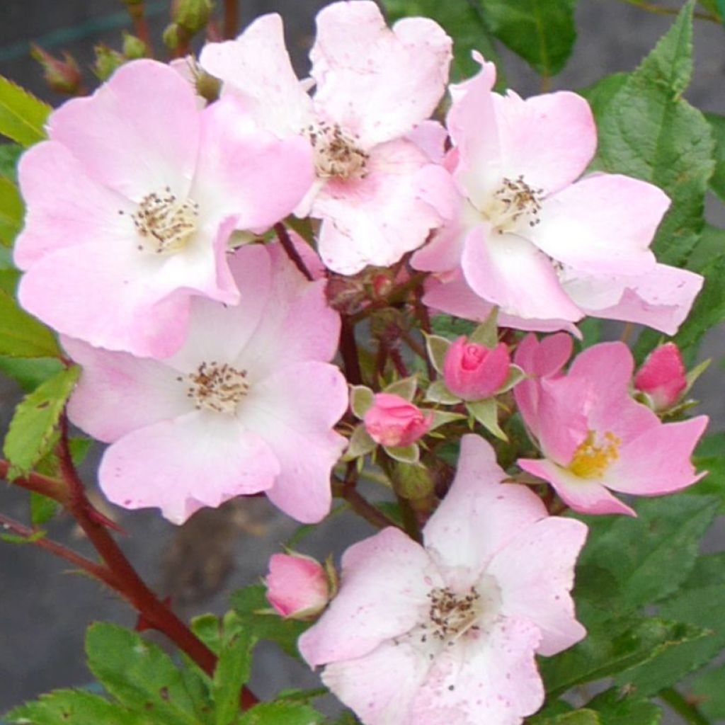 Pensasruusu Rosy Boom Spaniuc