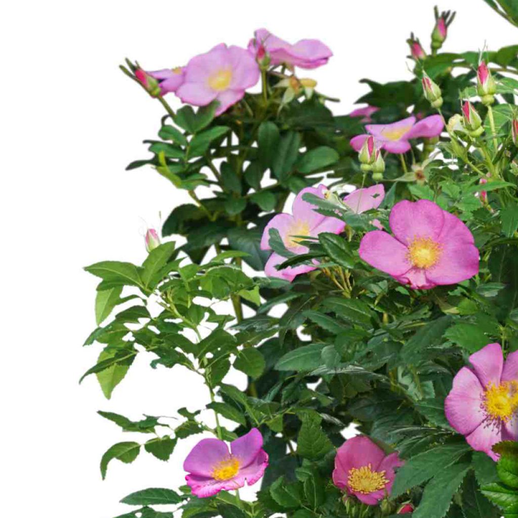 Pensasruusu Rosy Boom Wildlife
