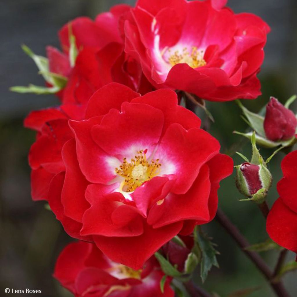 Pensasruusu Rosy Boom La Belle Rouge