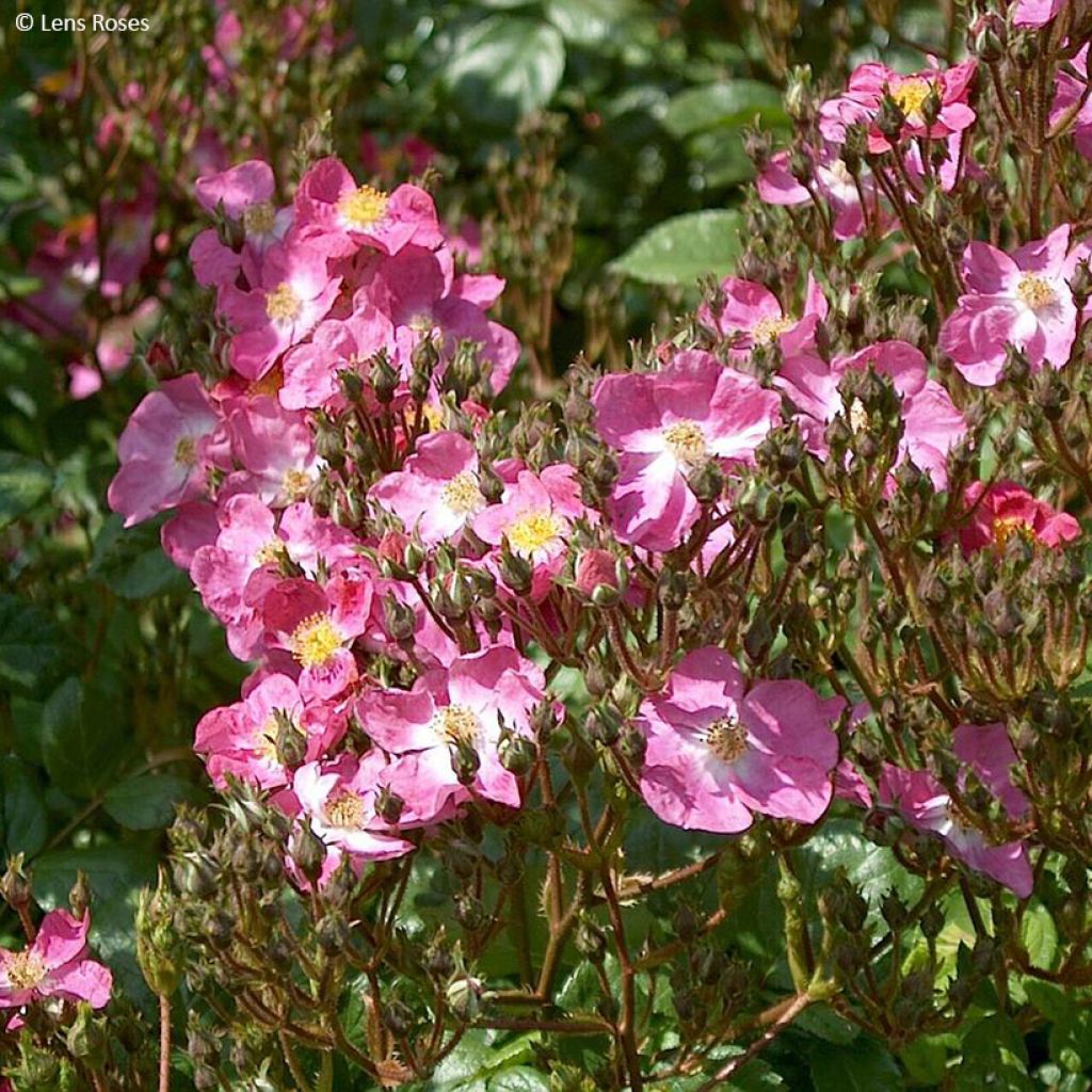 Pensasruusu Rosy Purple
