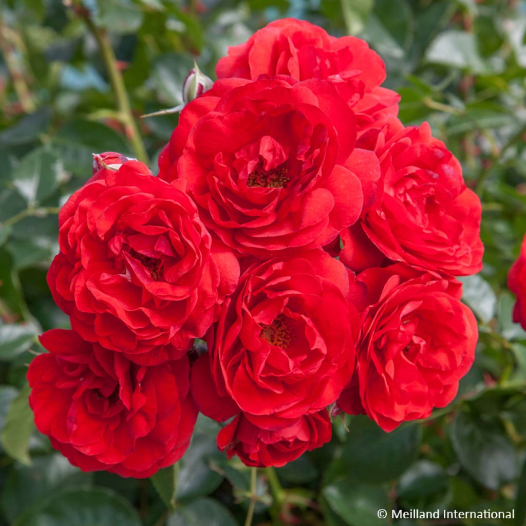 Pensasruusu Scarlet Bonica
