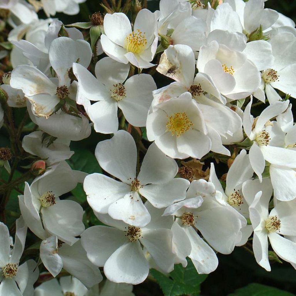 Pensasruusu White Magic