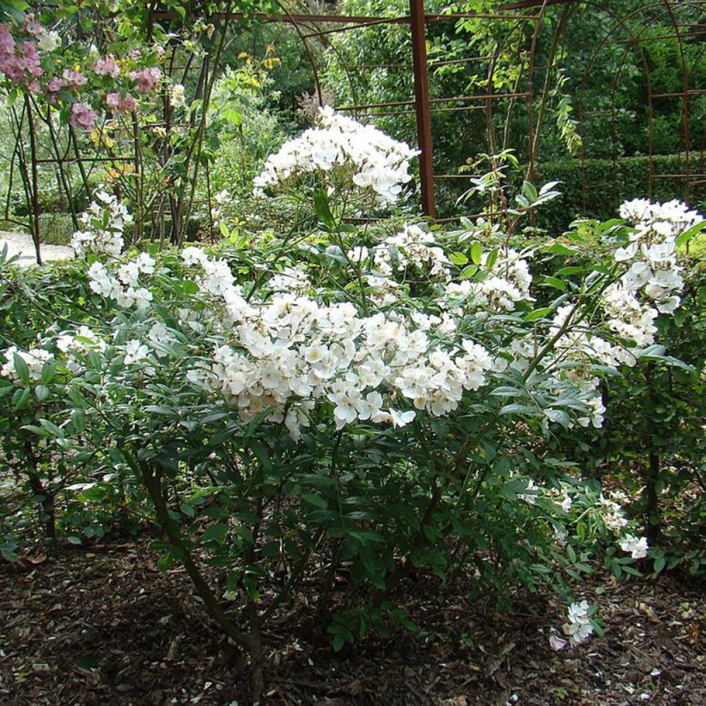 Pensasruusu White Magic
