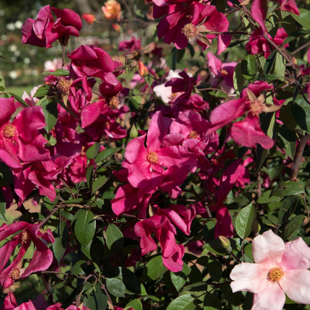 Lajiruusu Mutabilis