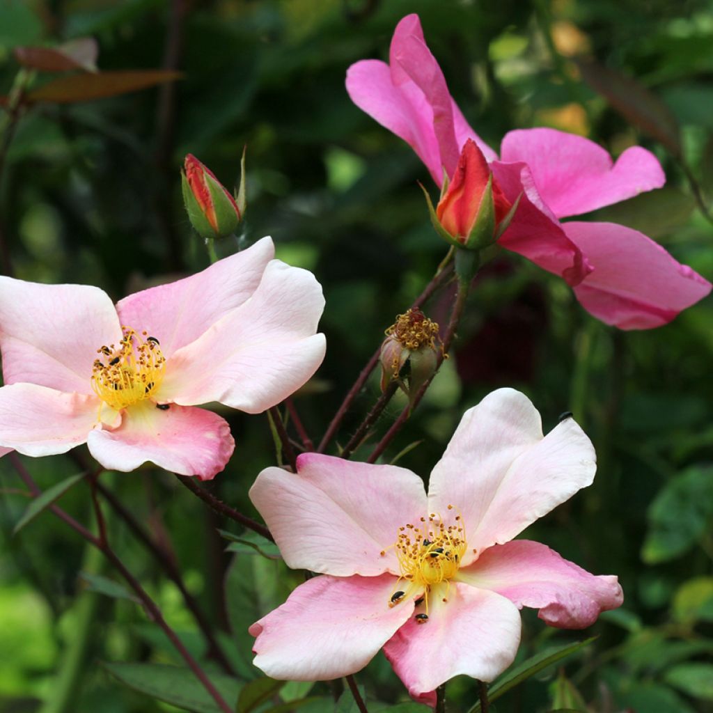 Lajiruusu Mutabilis