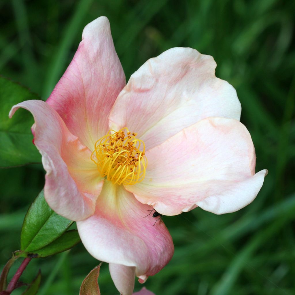 Lajiruusu Mutabilis