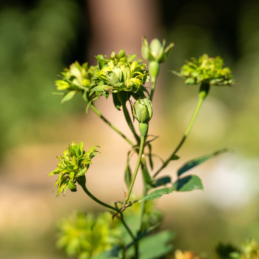 Lajiruusu Viridiflora