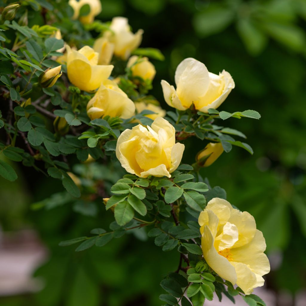 Lajiruusu - Rosa hugonis