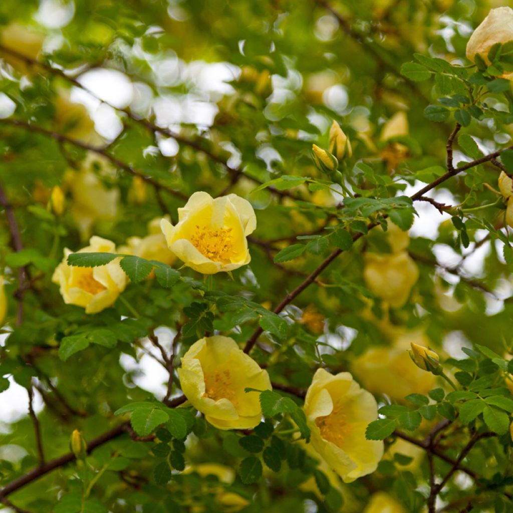 Lajiruusu - Rosa hugonis