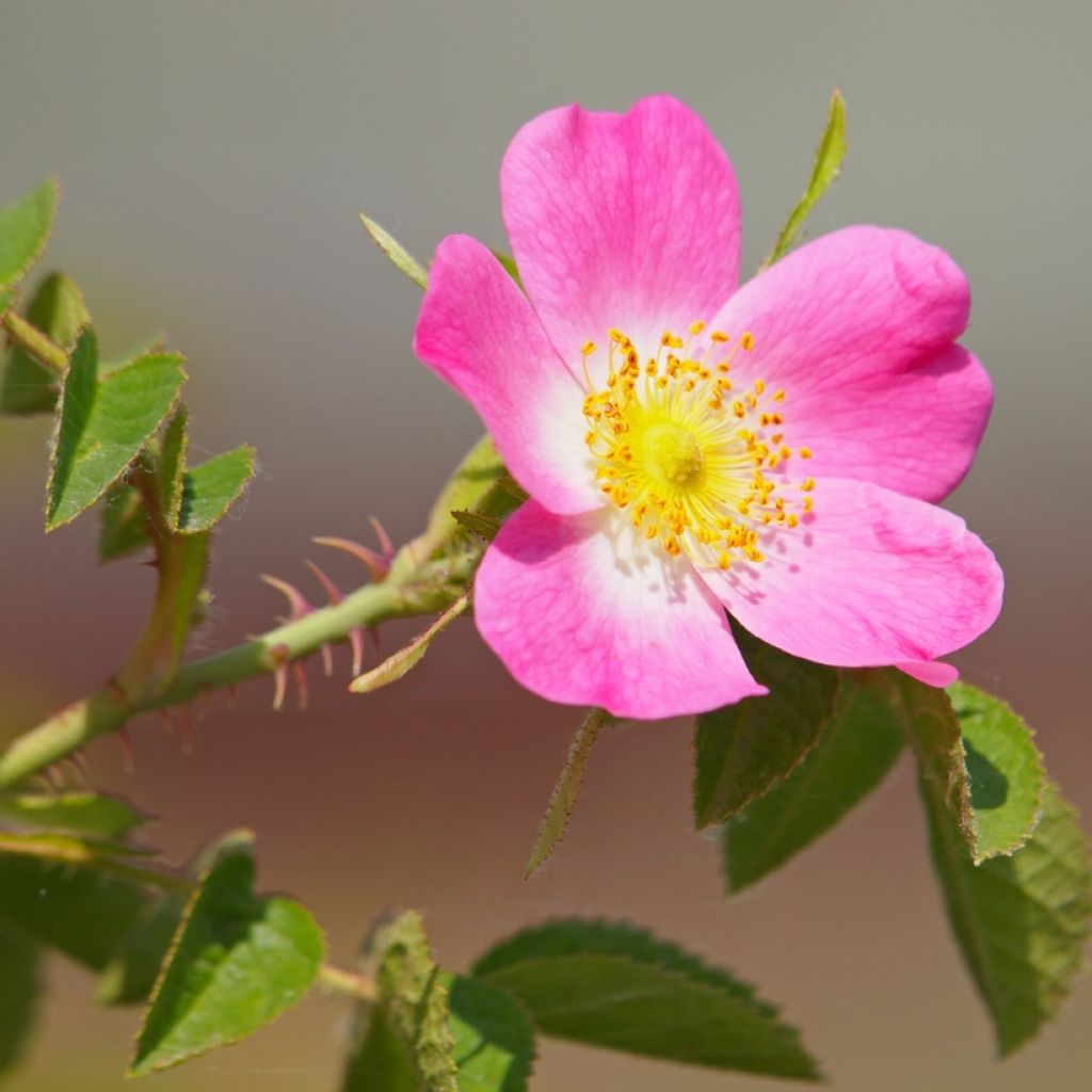 Kaljukoiranruusu - Rosa canina