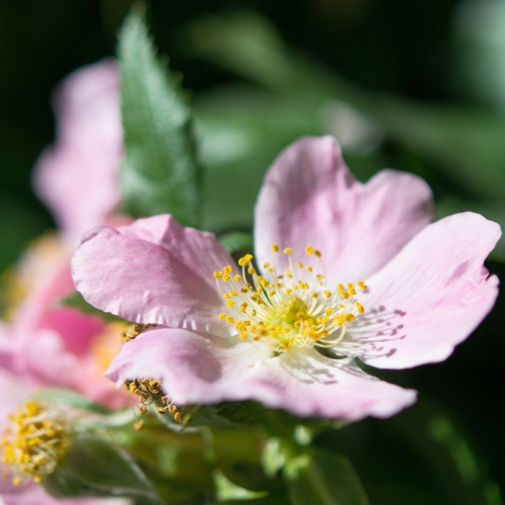 Kaljukoiranruusu - Rosa canina