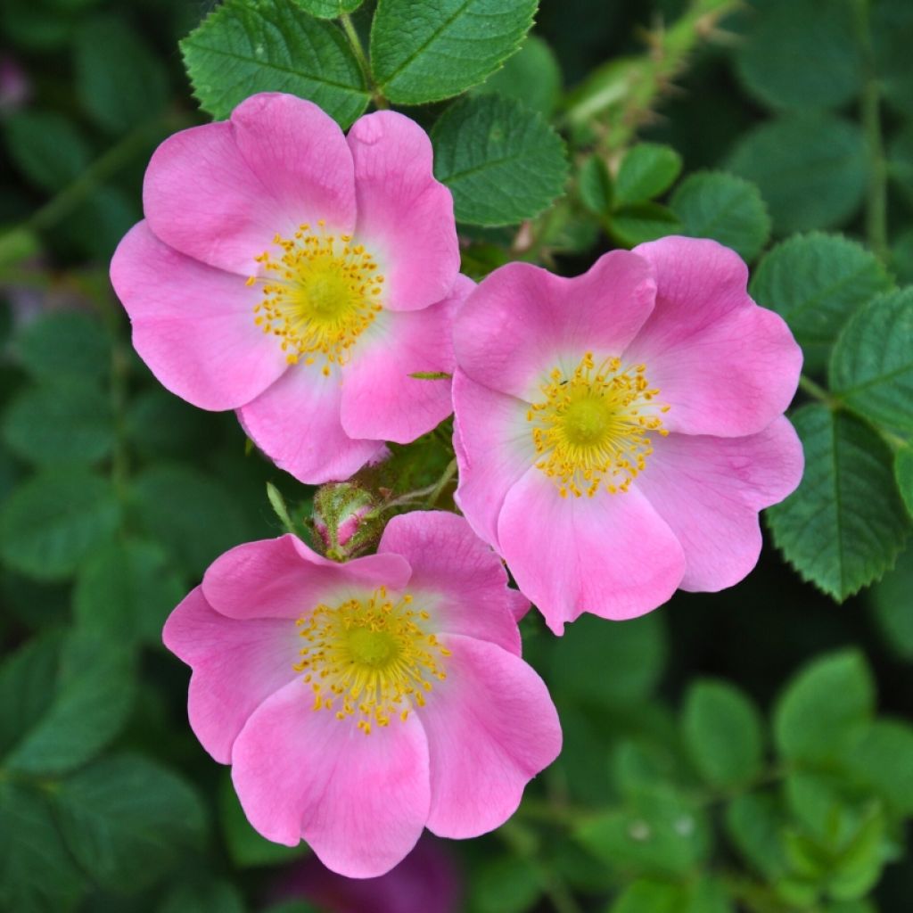 Kaljukoiranruusu - Rosa canina