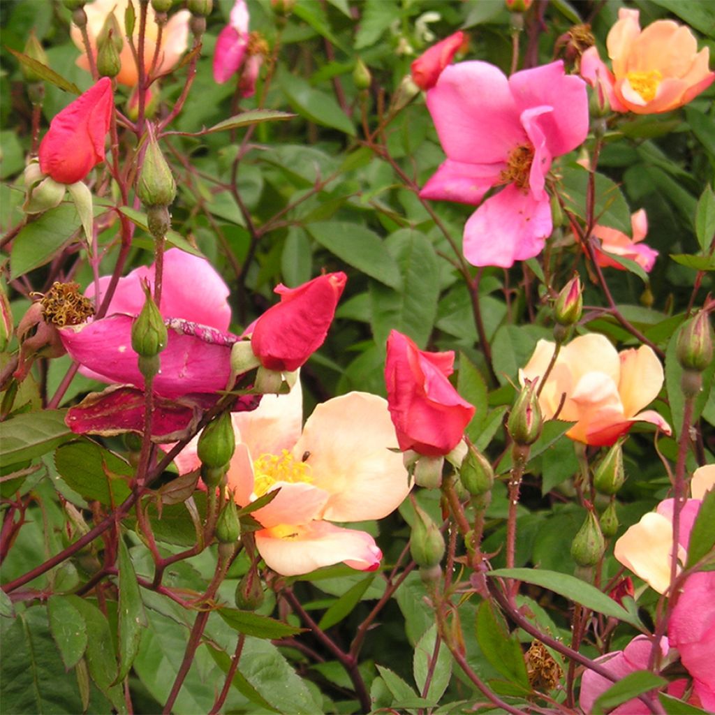 Lajiruusu Mutabilis
