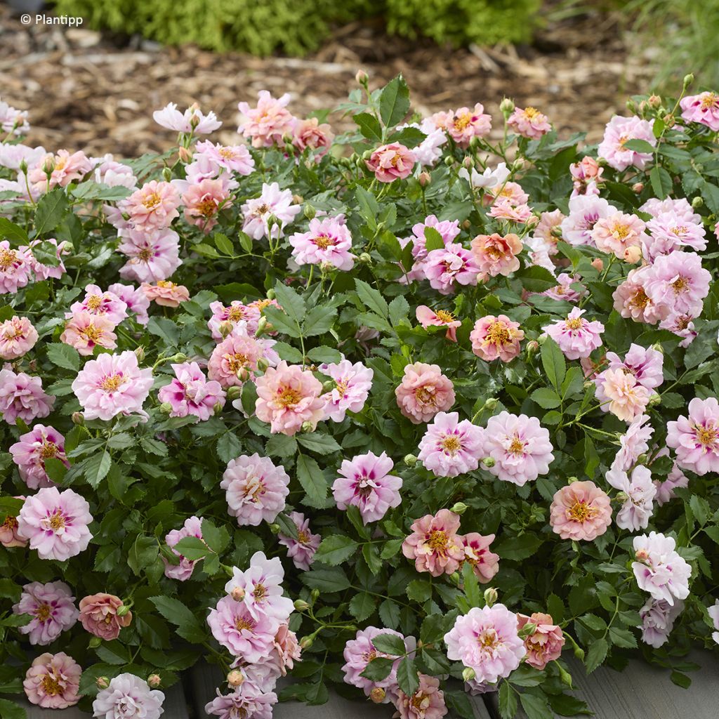 Maanpeiteruusu KORhulth 005 Amirose
