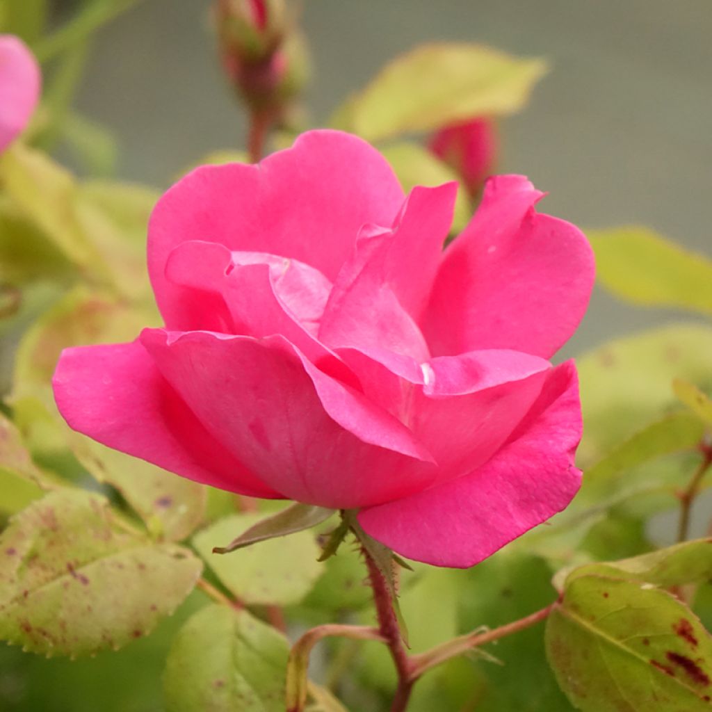 Maanpeiteruusu Pink Knock Out