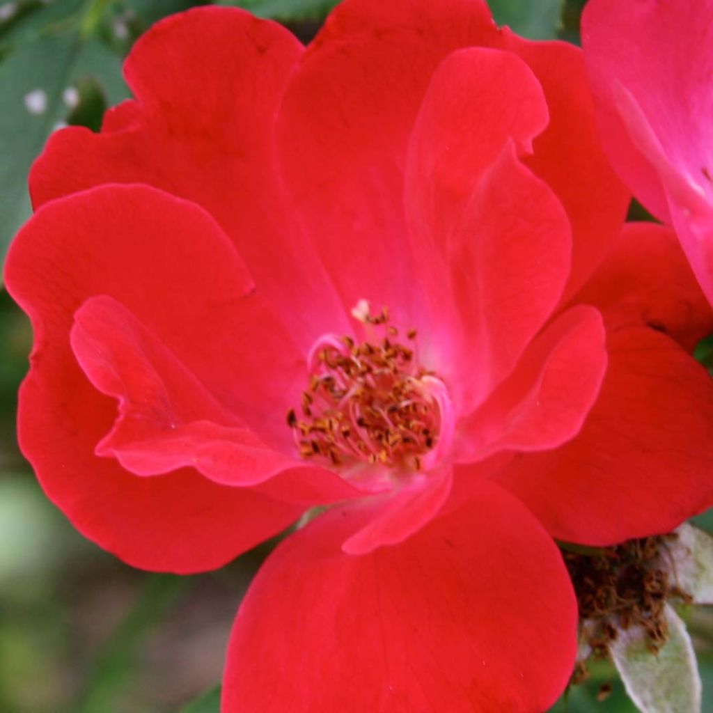 Maanpeiteruusu Pink Knock Out