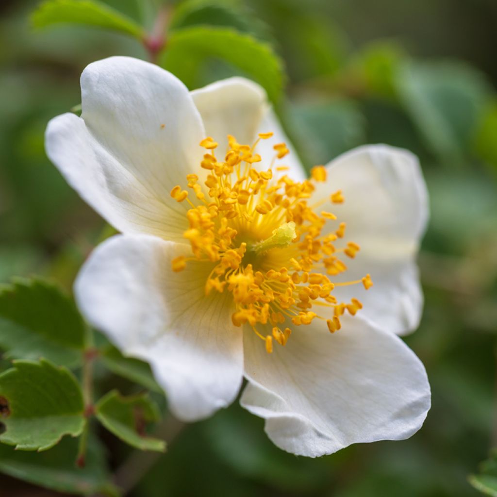 Lajiruusu - Rosa arvensis