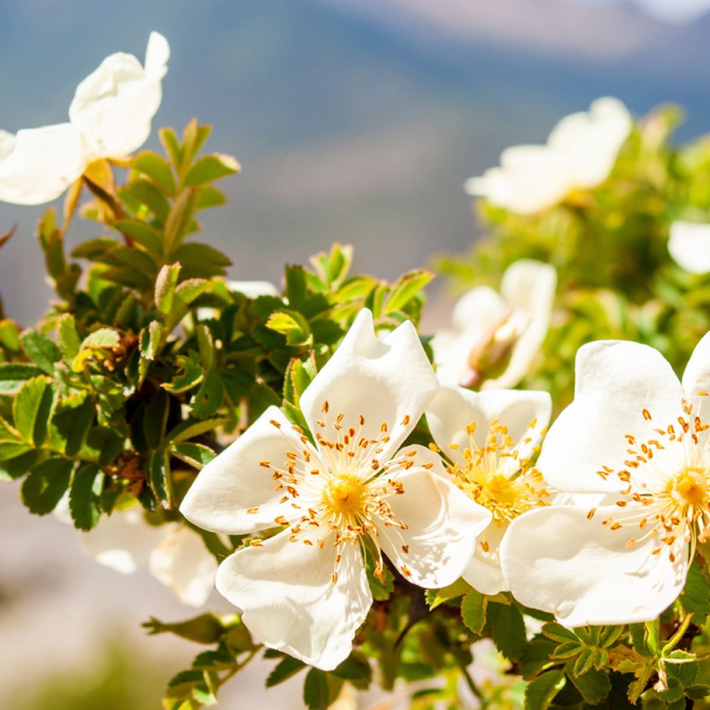 Lajiruusu - Rosa arvensis