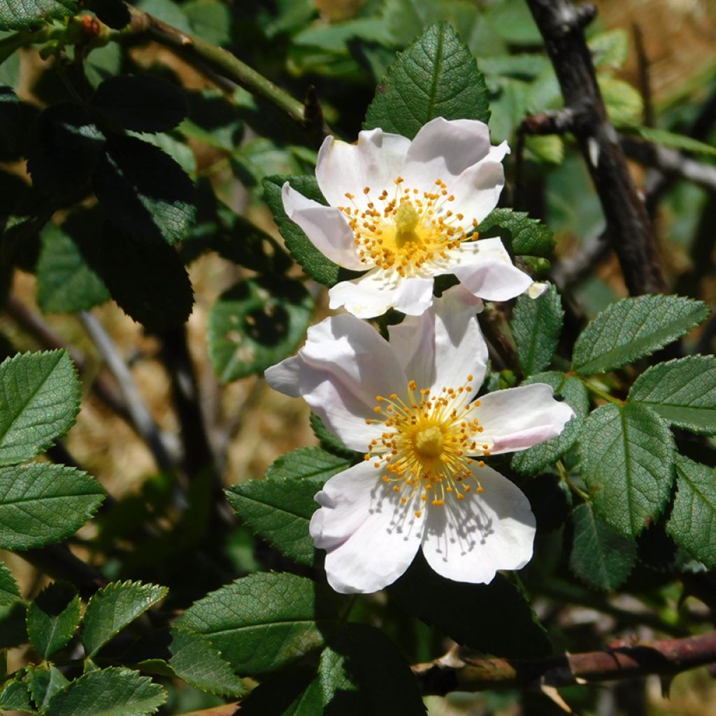 Lajiruusu - Rosa arvensis