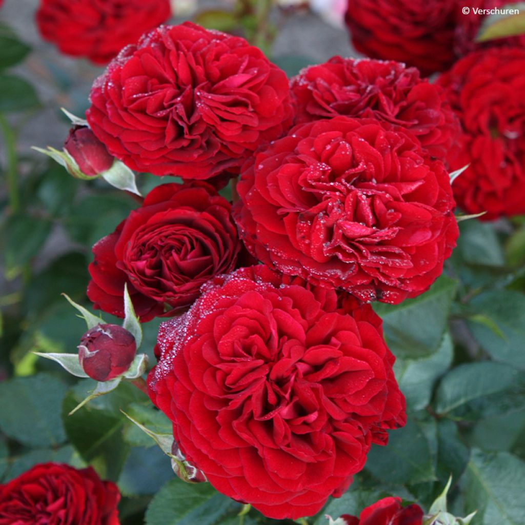 Floribundaruusu Bordeaux