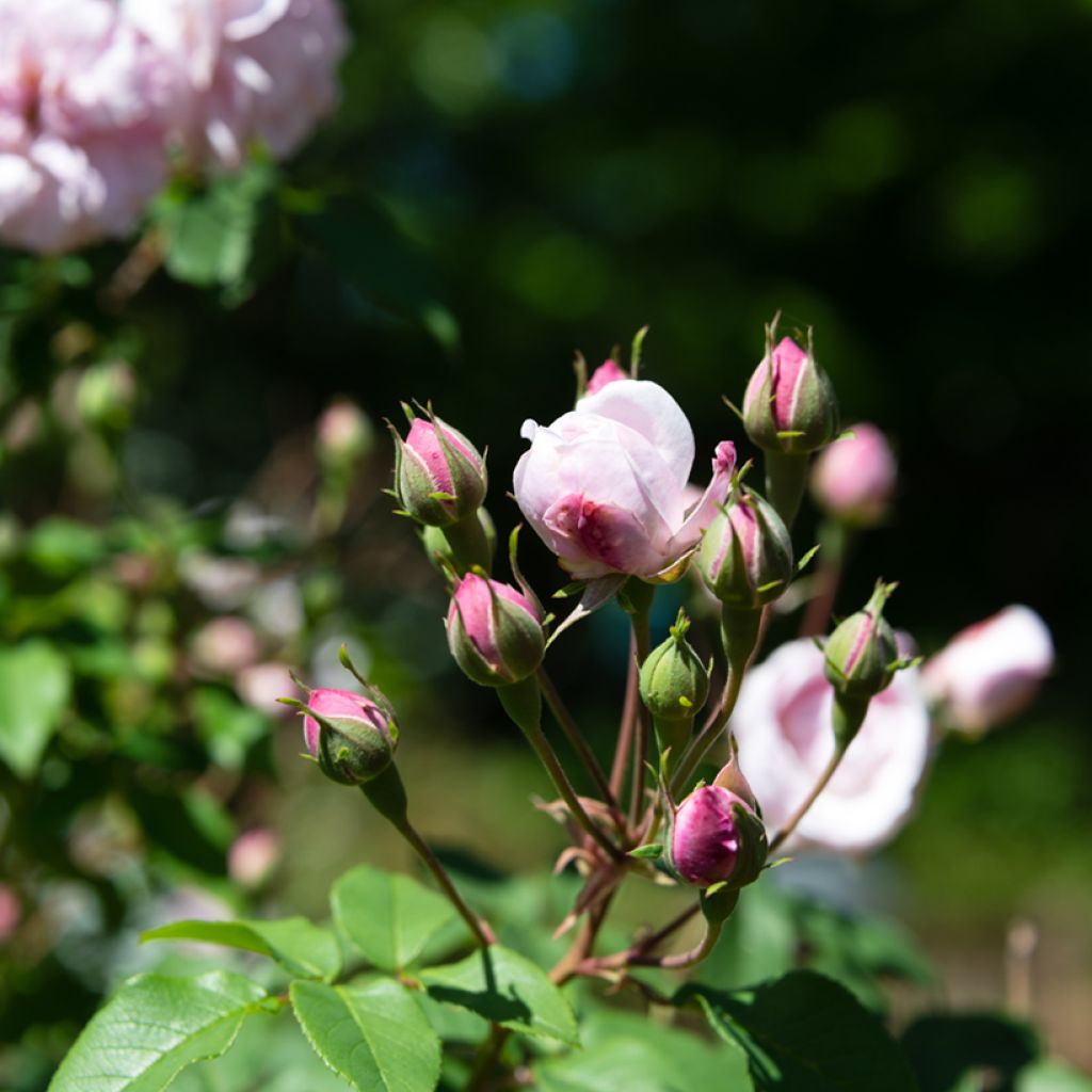 Köynnösruusu Blush Noisette
