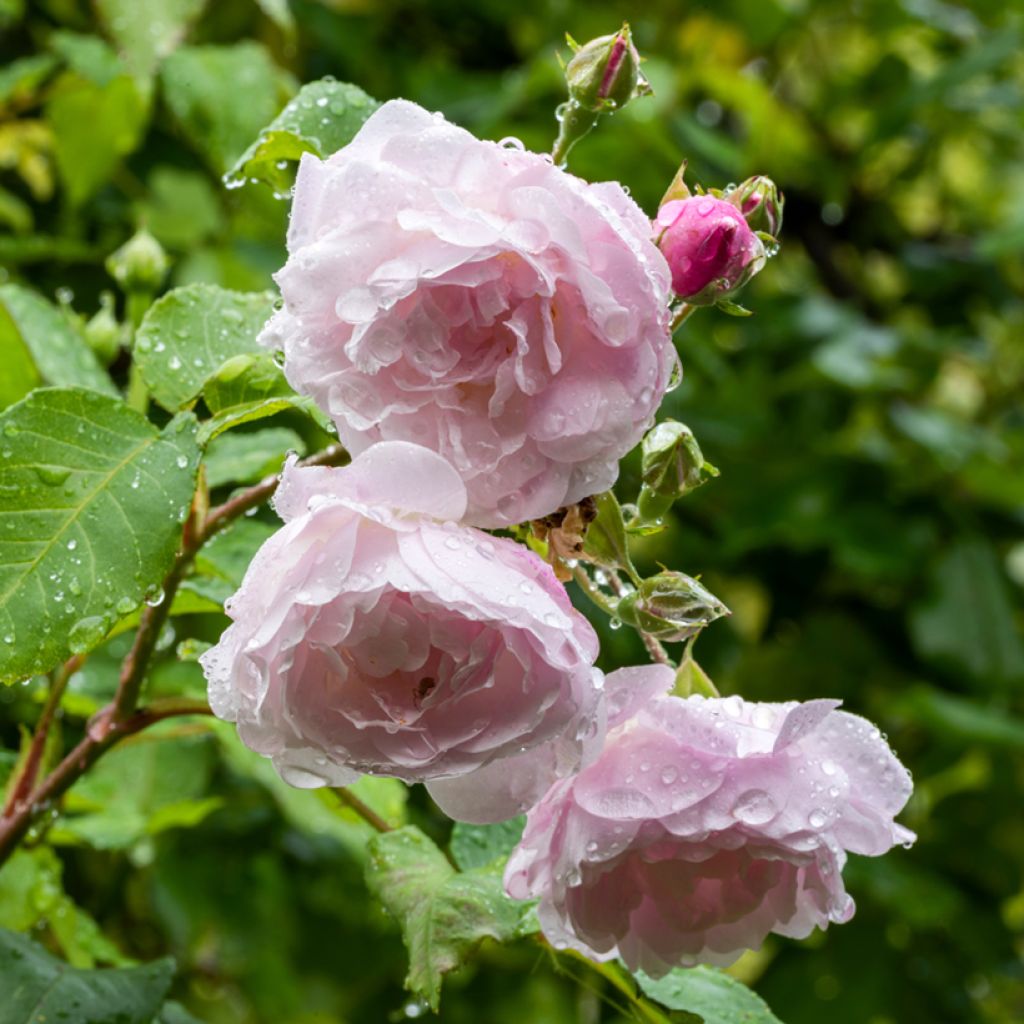 Köynnösruusu Blush Noisette