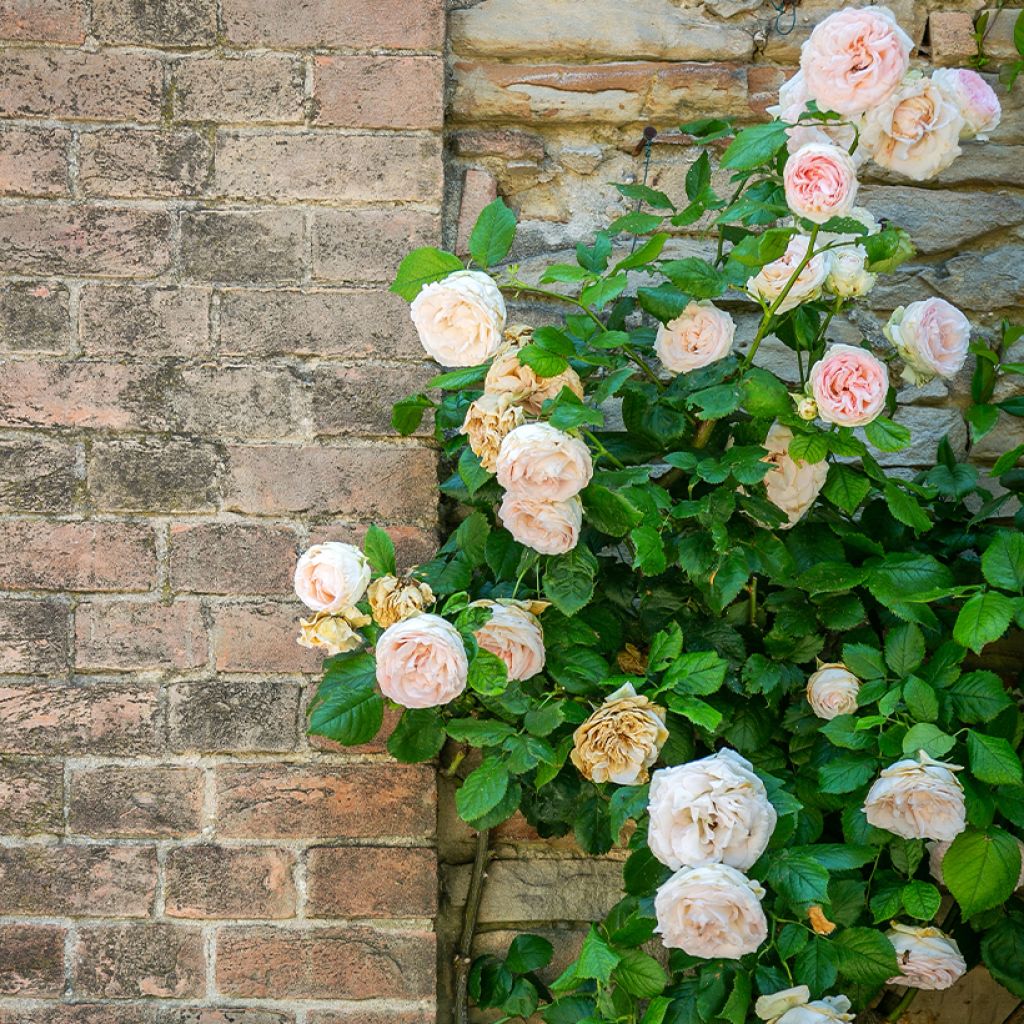 Köynnösruusu Blush Noisette