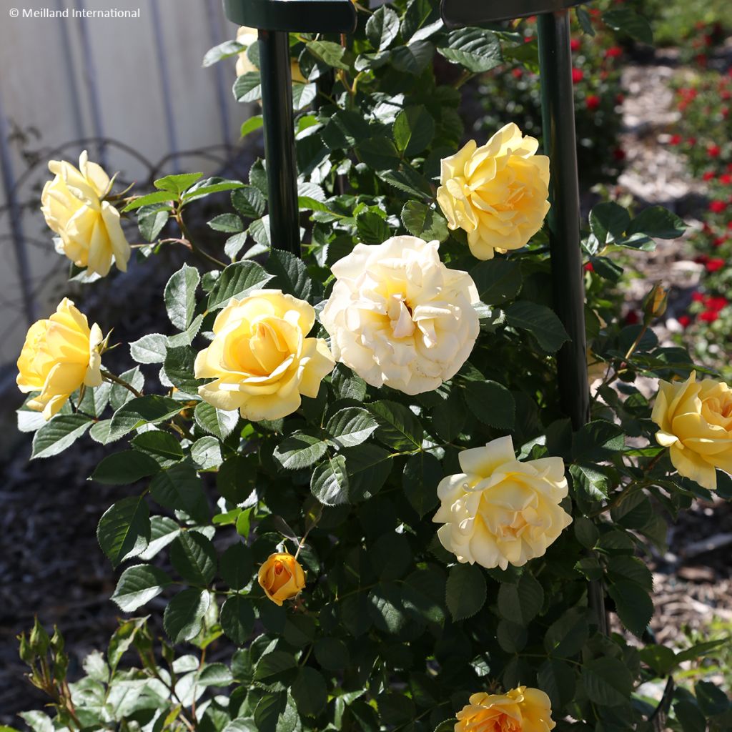 Köynnösruusu Golden Pareo