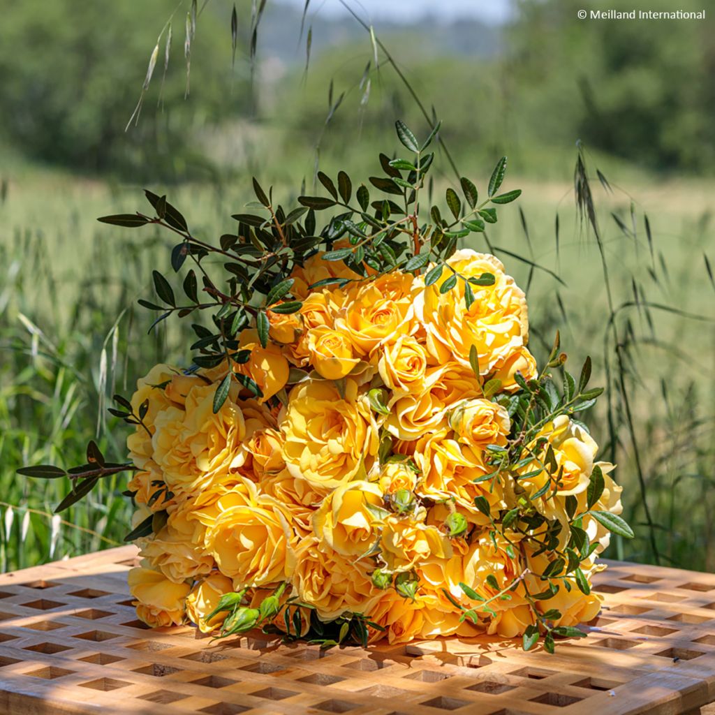 Köynnösruusu Golden Pareo