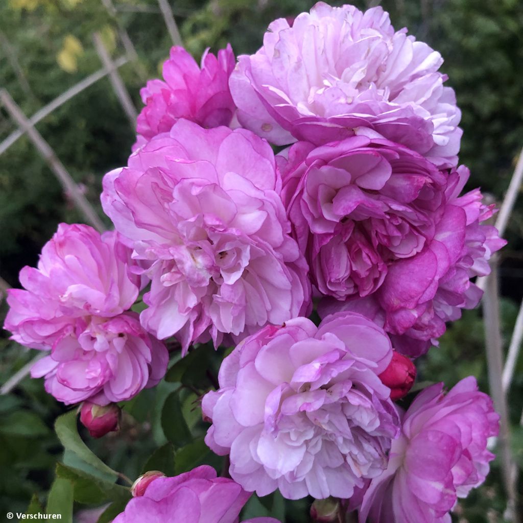 Köynnösruusu Lavender Siluetta
