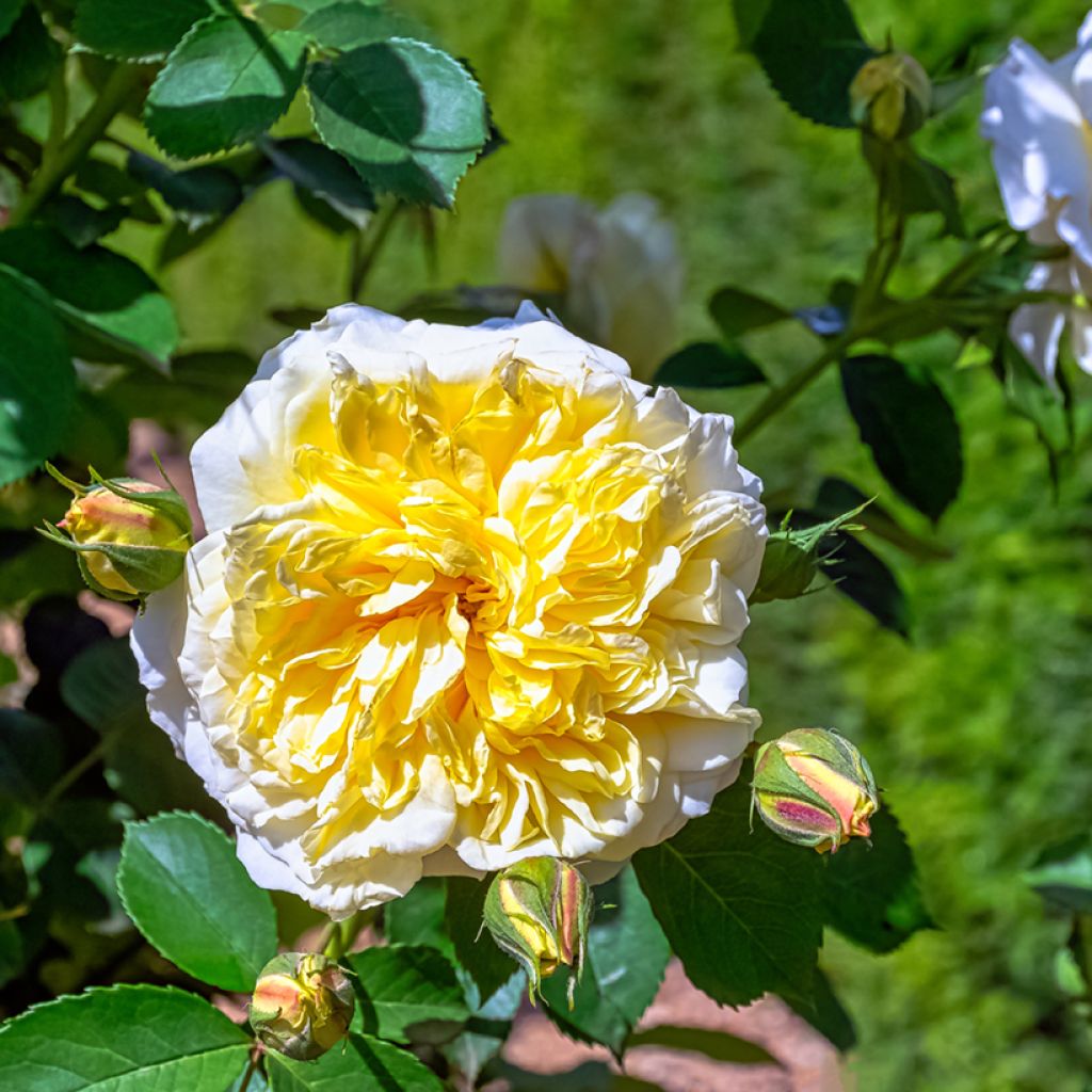 Köynnösruusu Albéric Barbier