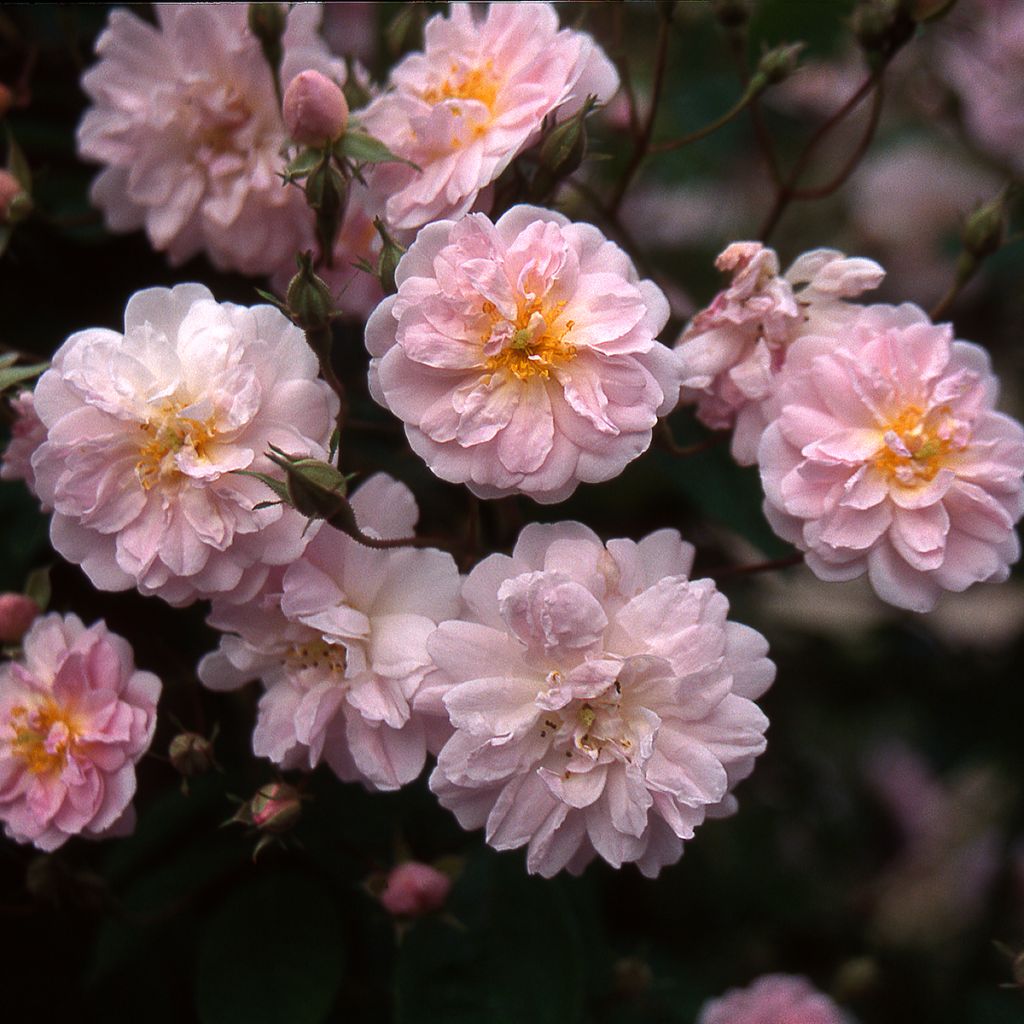 Köynnösruusu Paul's Himalayan Musk