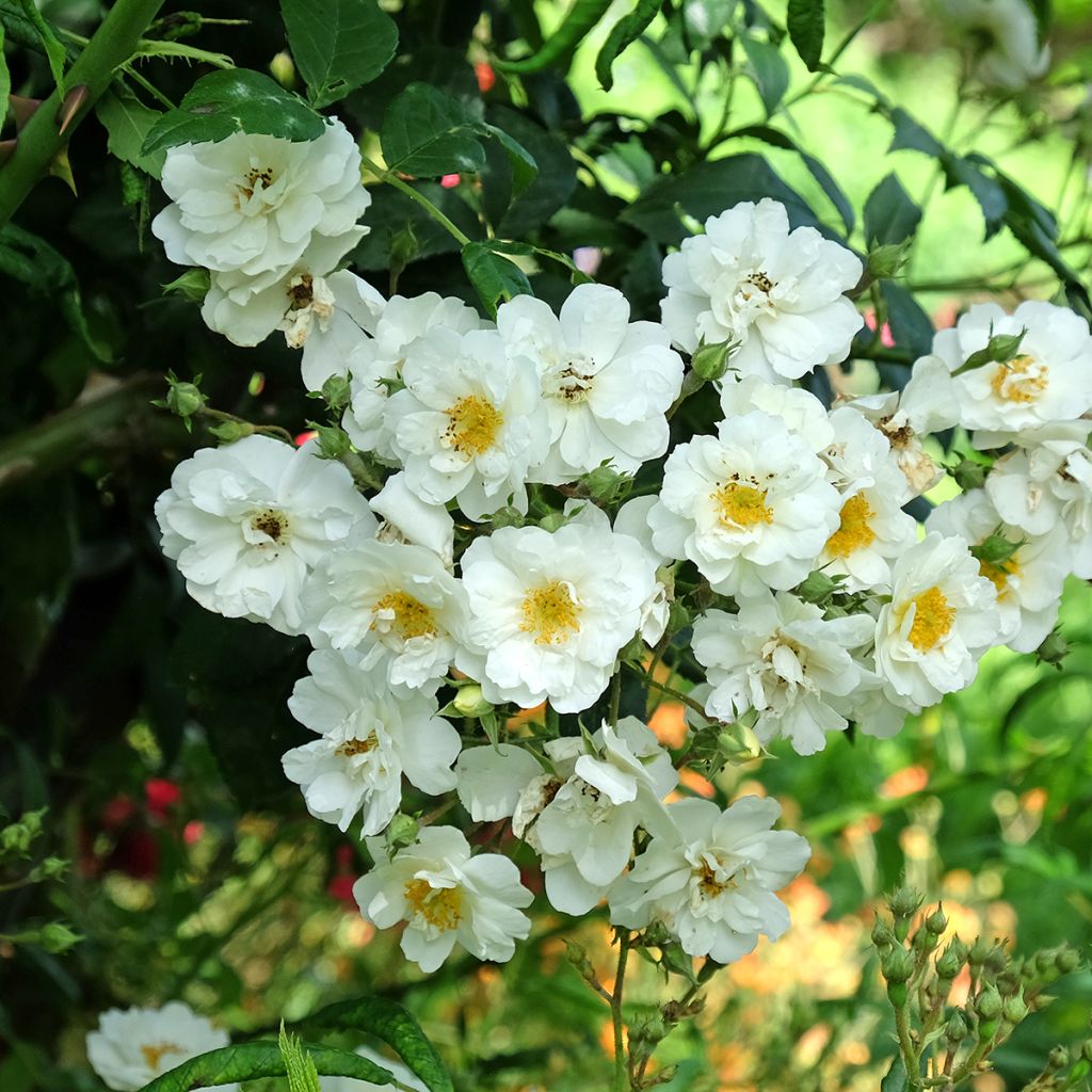 Köynnösruusu Rambling Rector