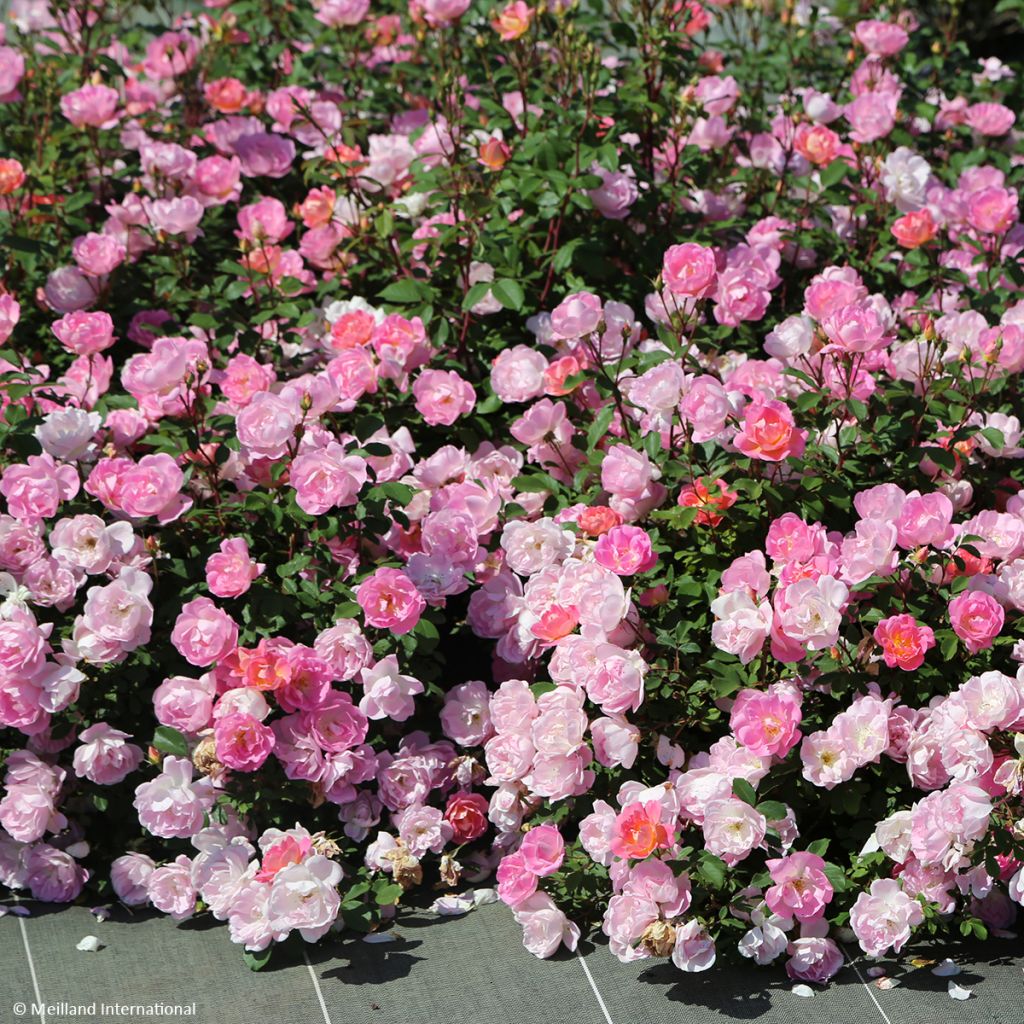 Polyantharuusu Meillandecor Pink Chantilly